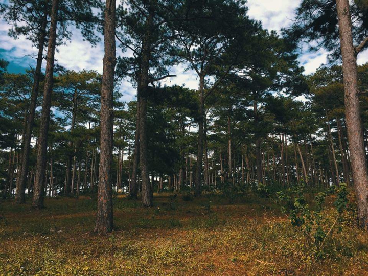 the forest