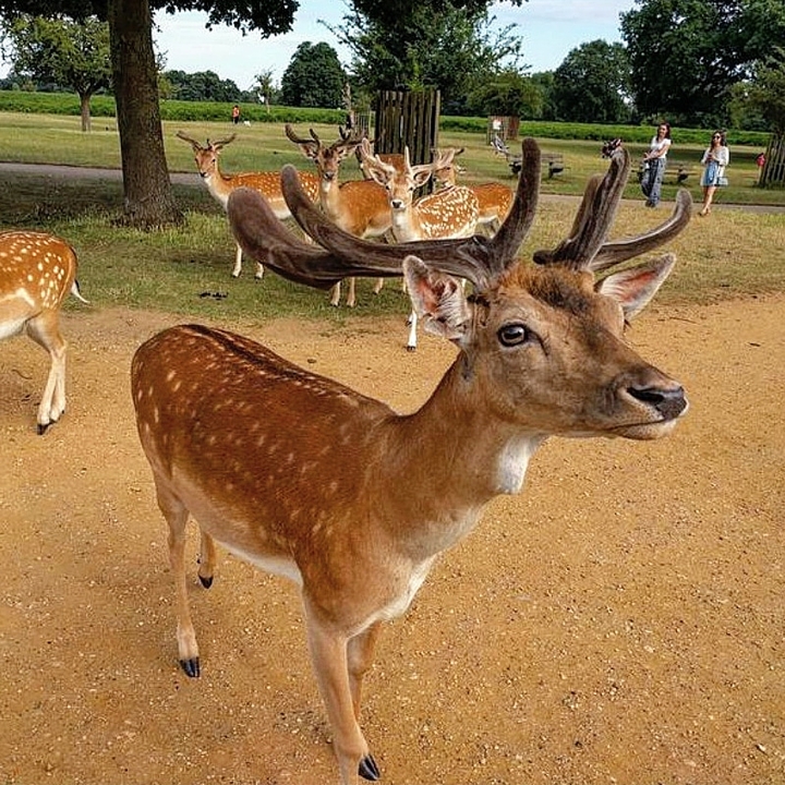 Friendly Herd of Deer