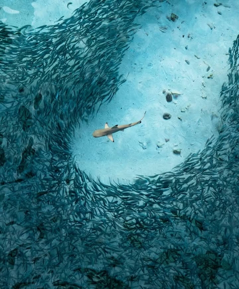tapety Water, Fish