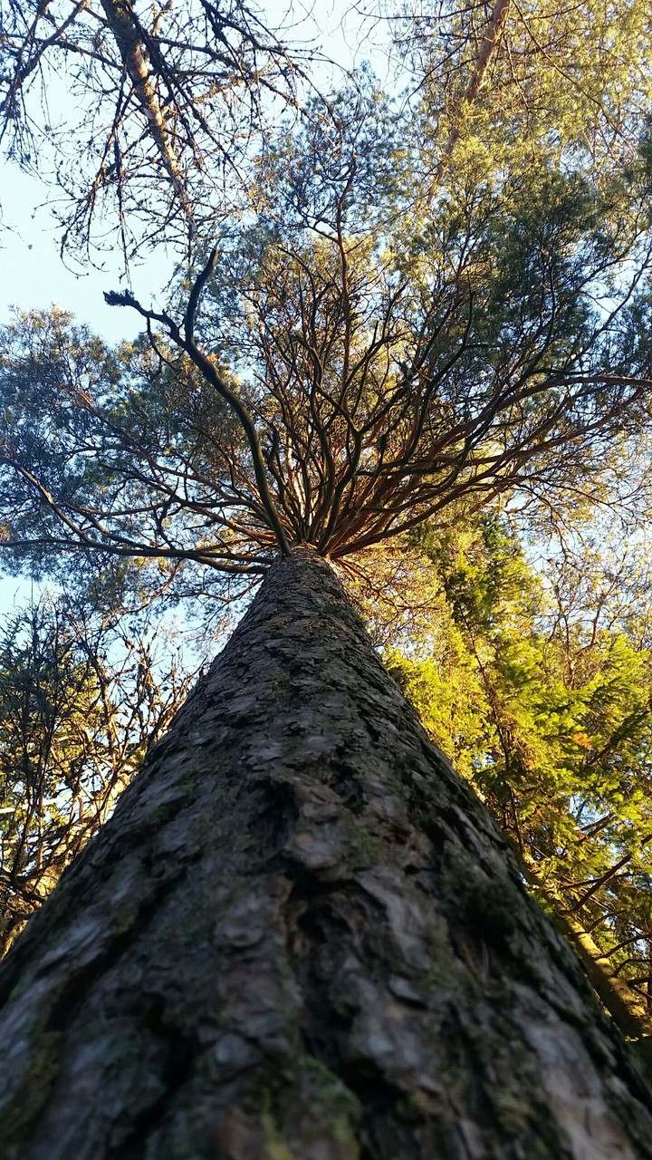 tree....