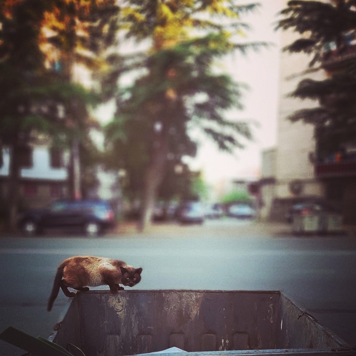 cat