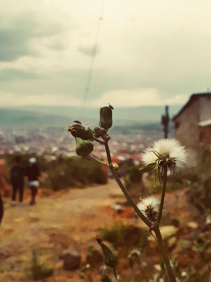 rosa