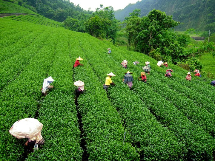 tea