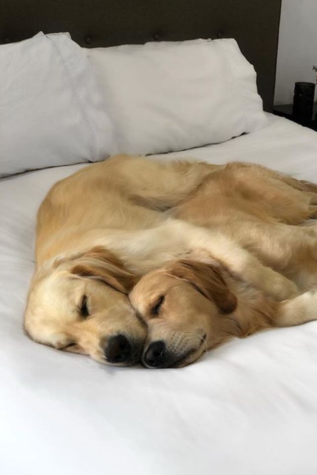 It dogs are going to sleeping.