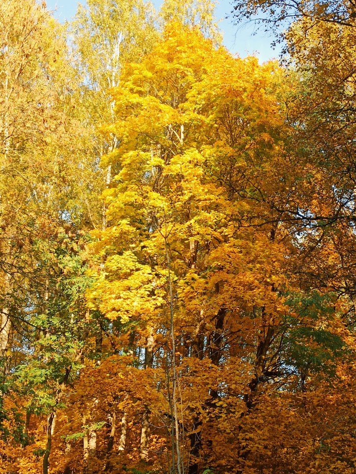Autumn