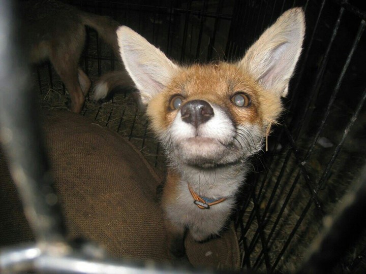 fox