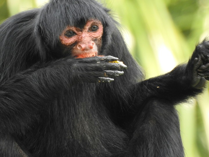 macaco aranha