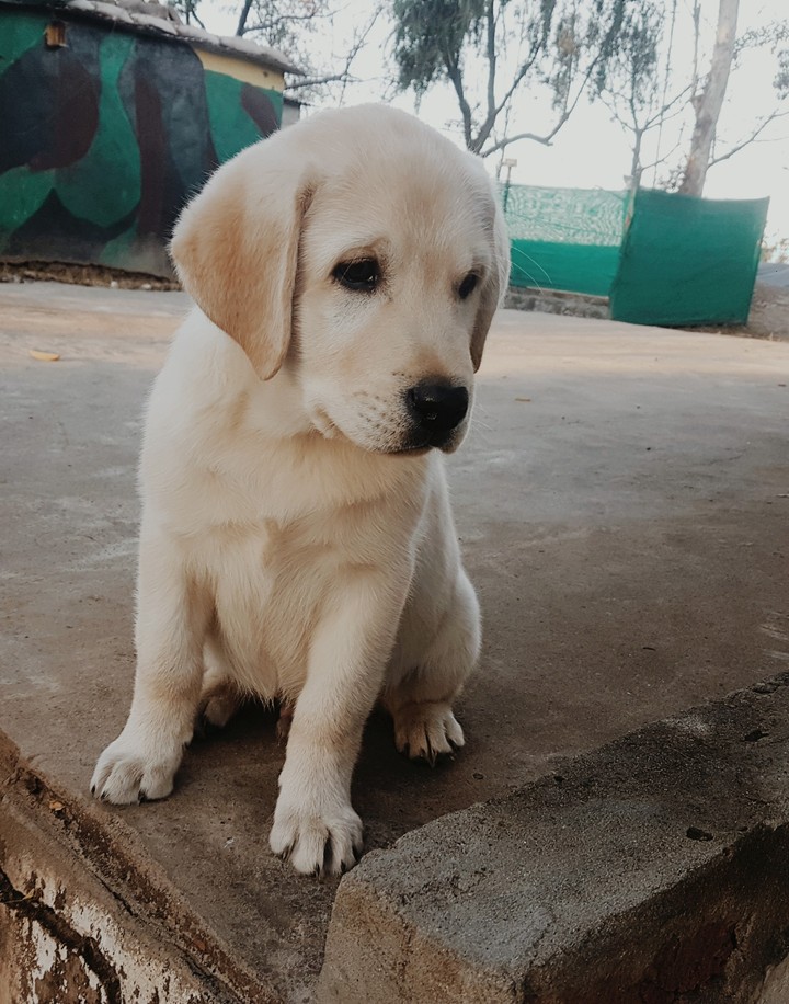 hachi the puppy