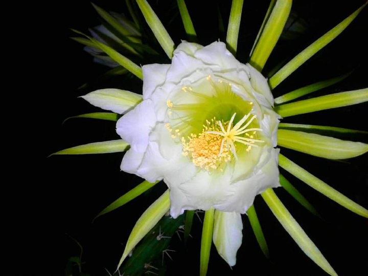 flor