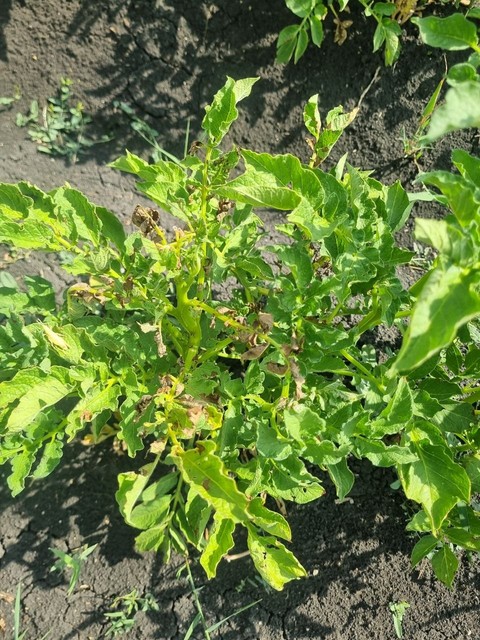 обои soil, buckwheats