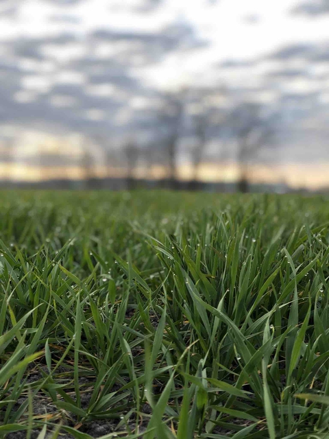 Green Grass