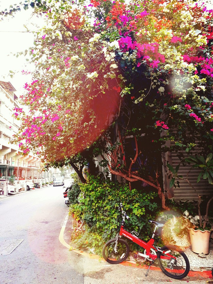 Bougainvillea
