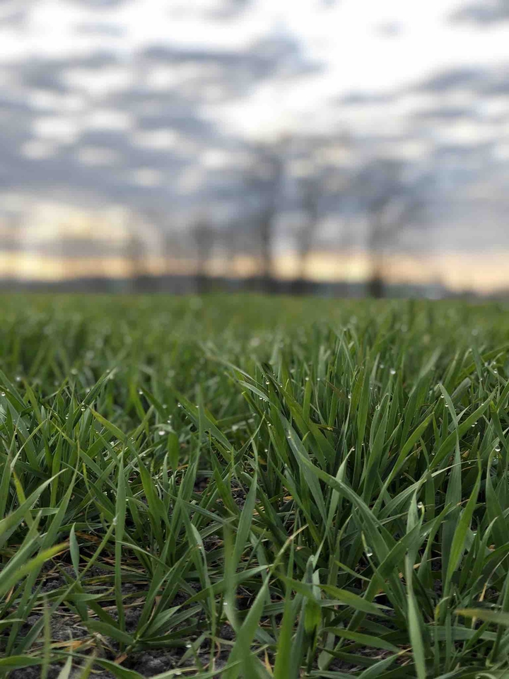 Green Grass