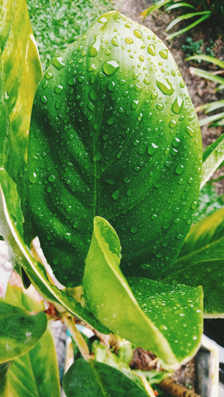 Rain