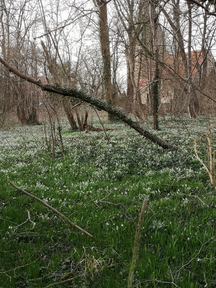Fairyland, Elfenland