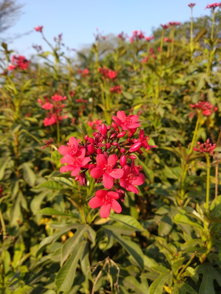 red Flowers