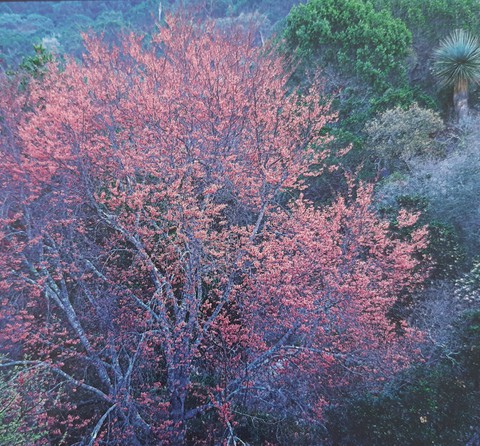 baum