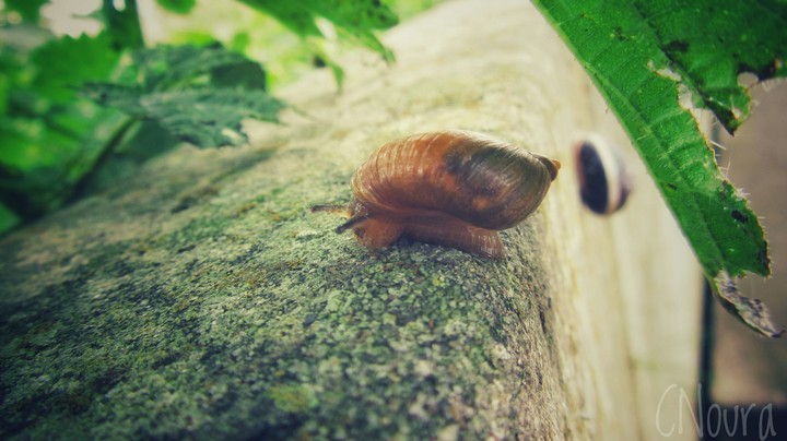 snails