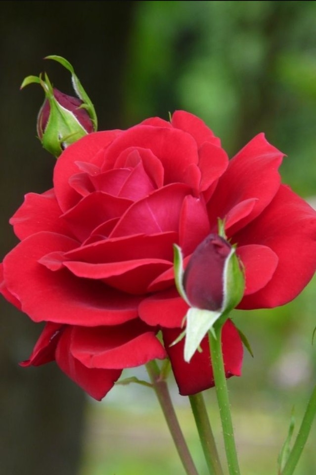 lovely rose