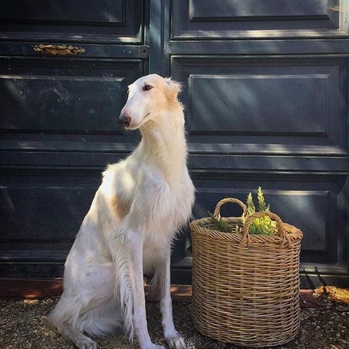 sweet dog