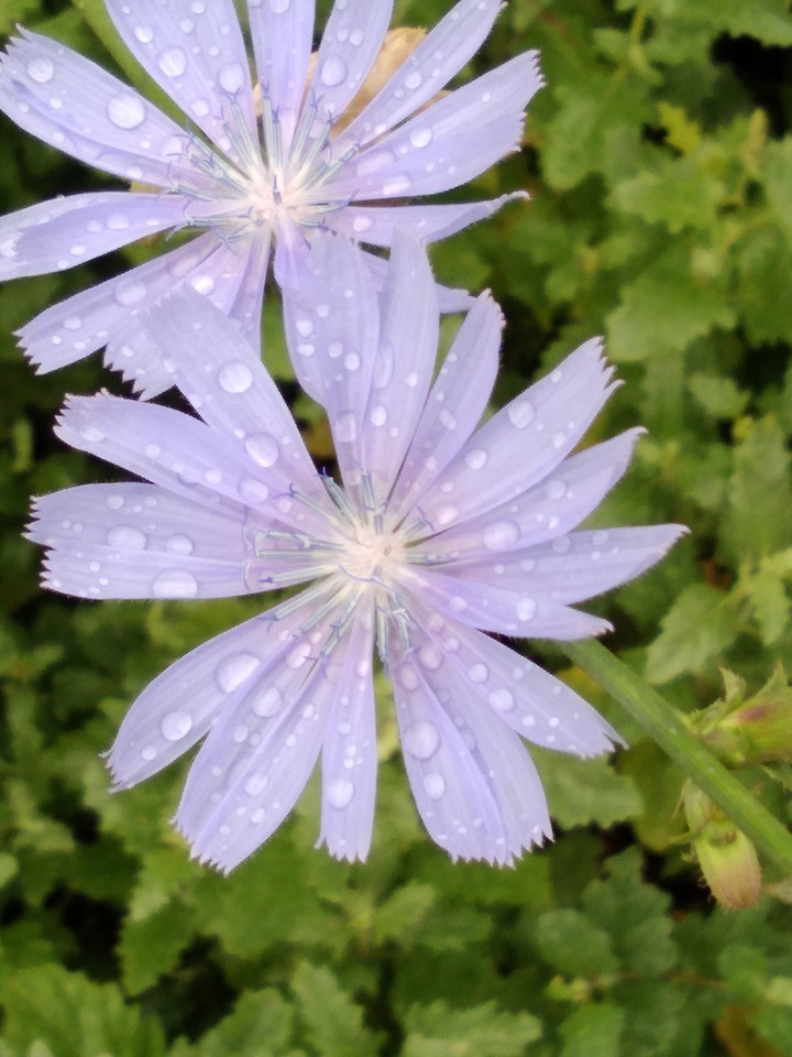 flower after rain