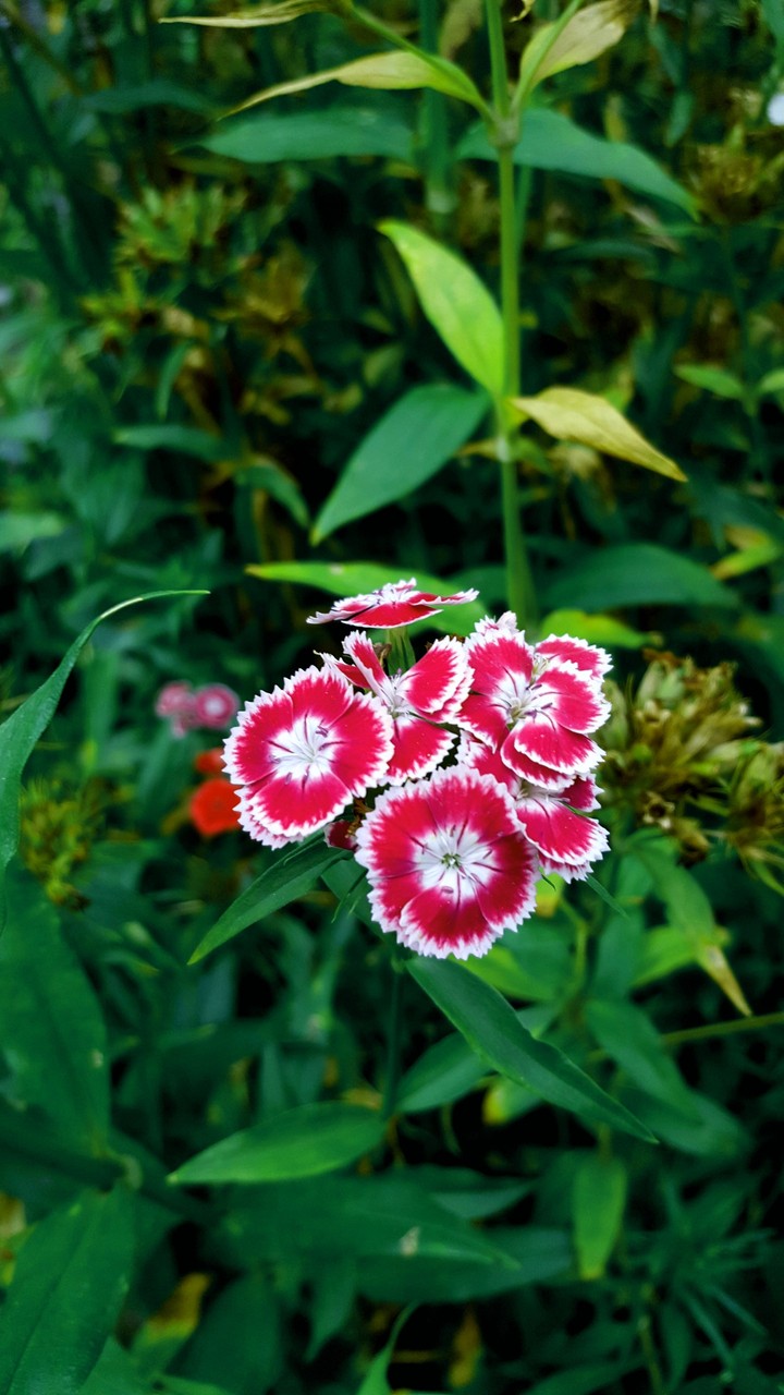 The secret garden