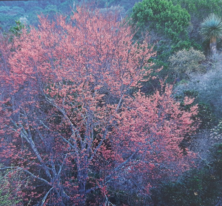baum