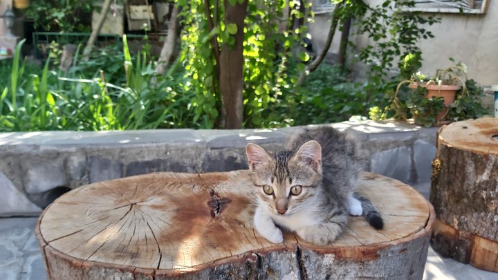 kitty