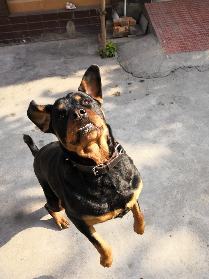 duke