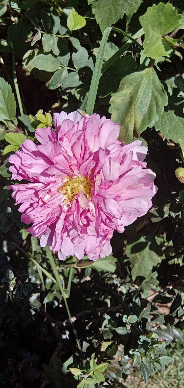 rose garden