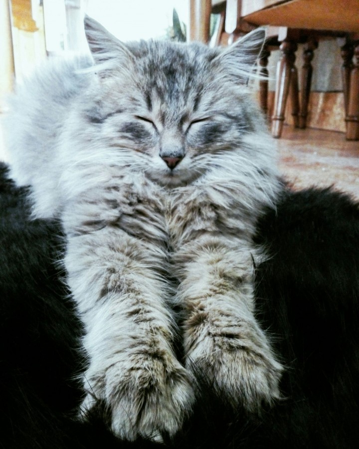 sweety Kitty