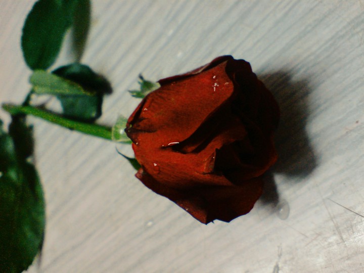 The Rose