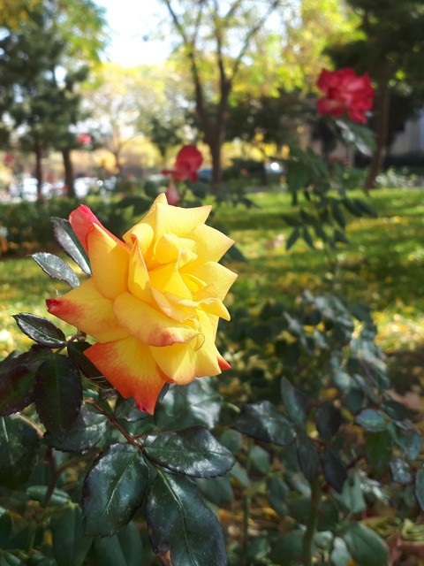 Yellow rose