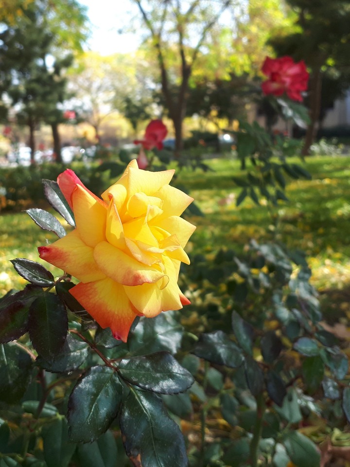 Yellow  rose