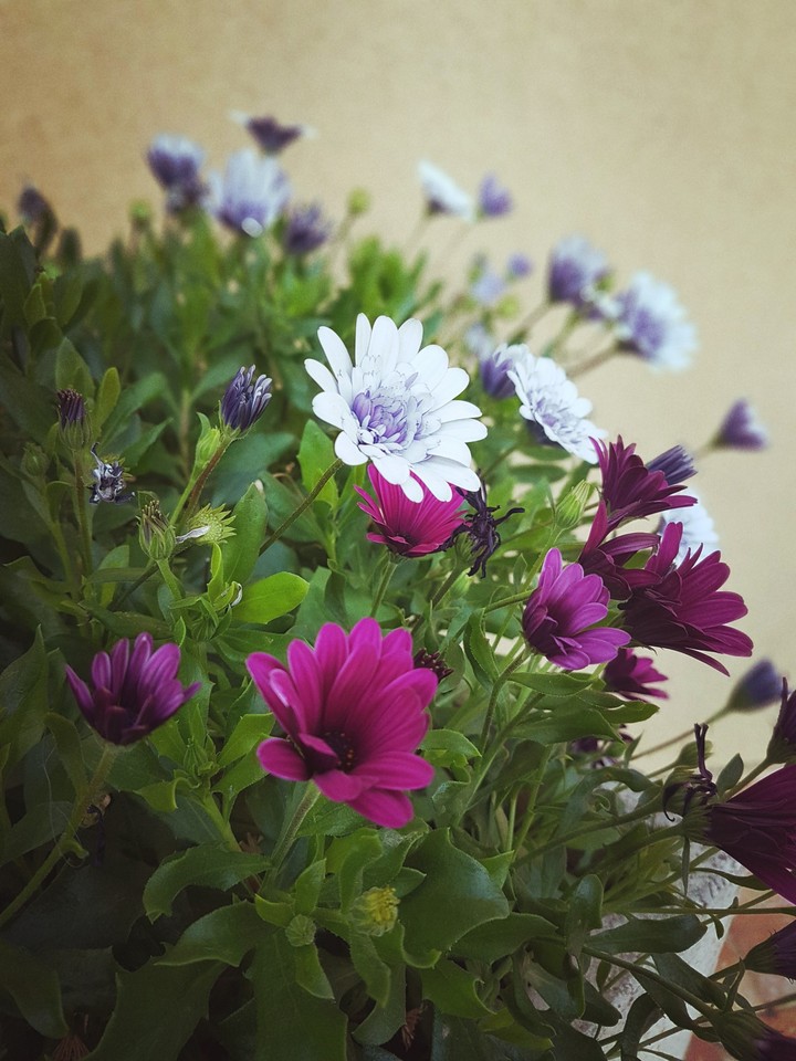 Fiori