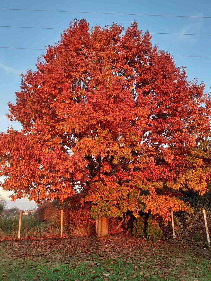 fall