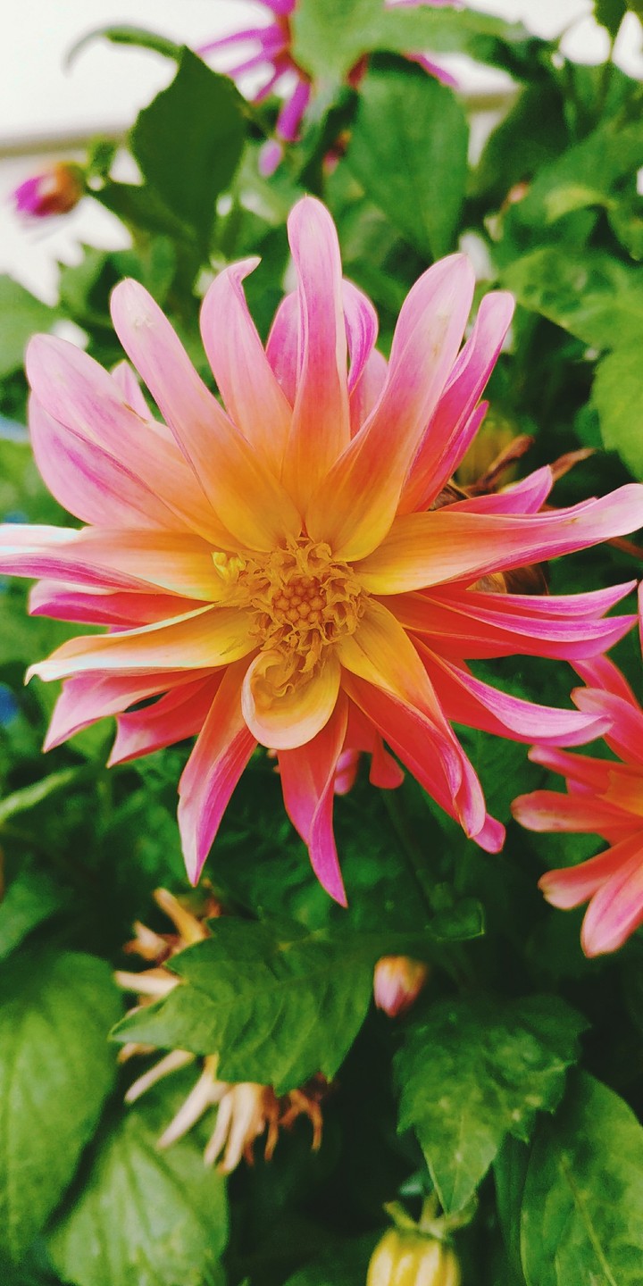 Pink flower with leafy background