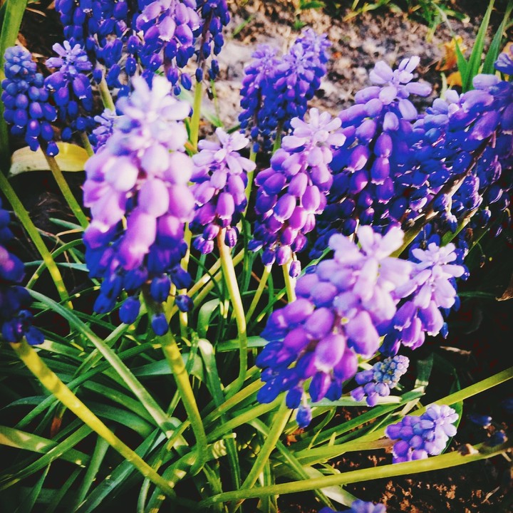 Purple flower
