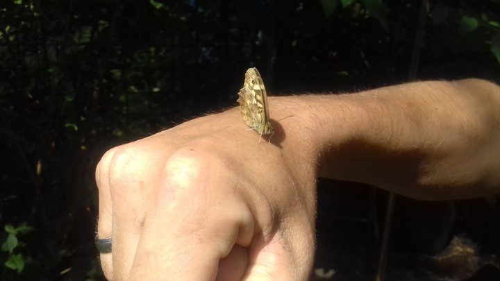 vlinder op Friends hand