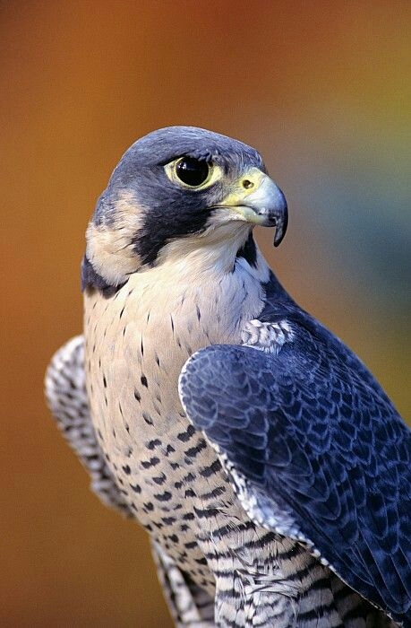peregrine falcon bird