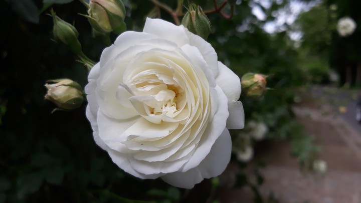 rose