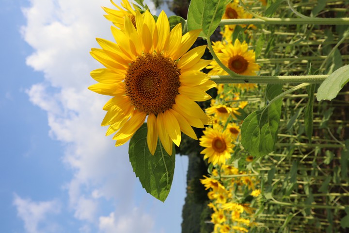 sunflowers*