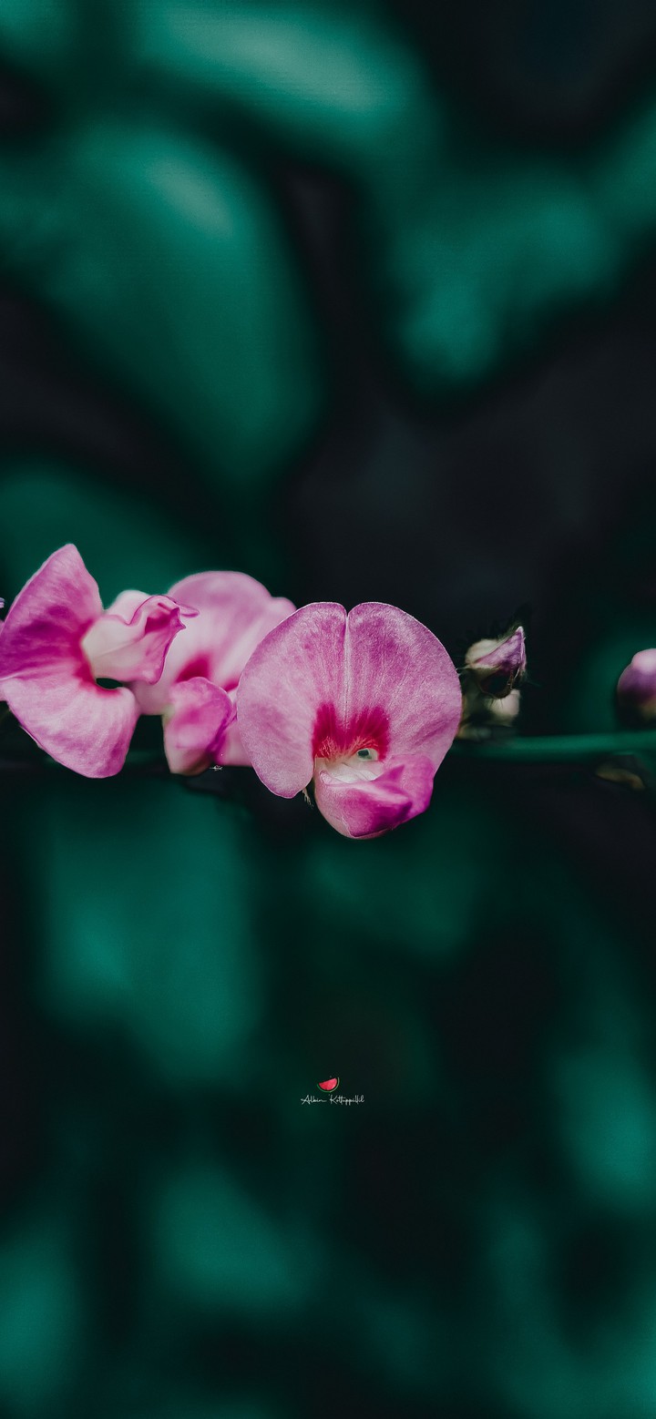 Bleeding Heart
