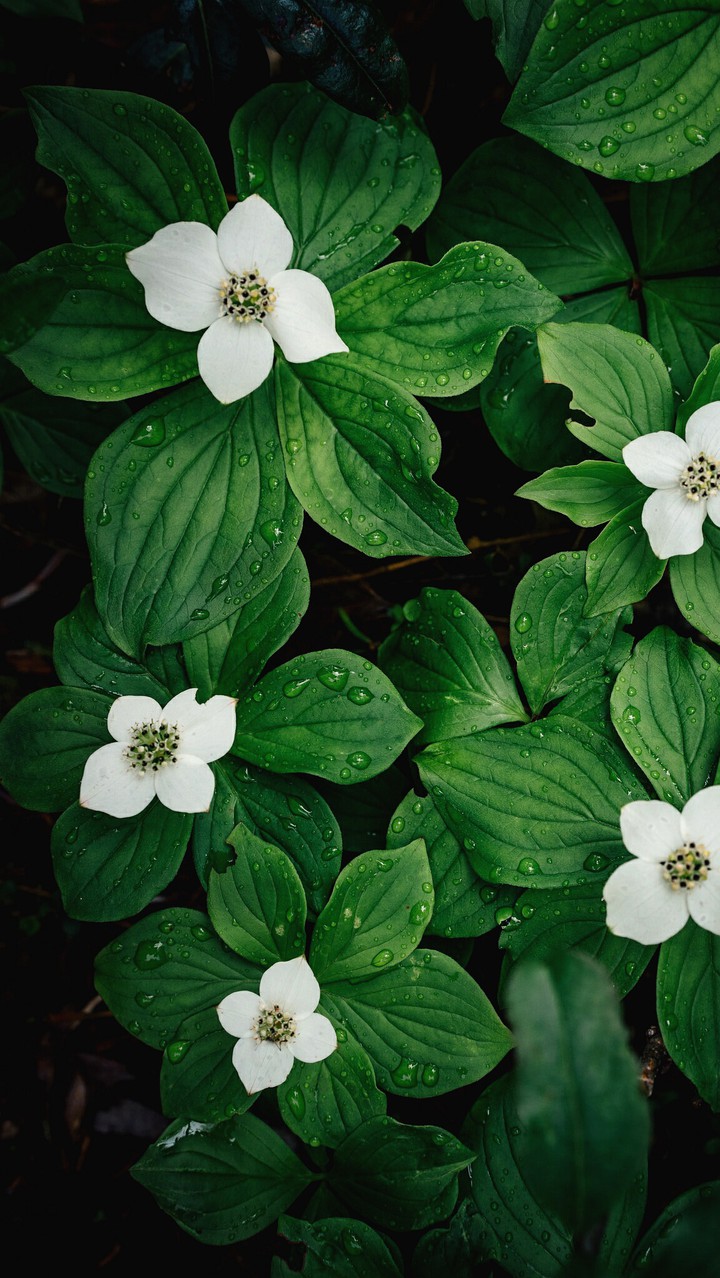 flower wait