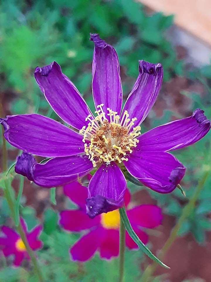 Another cosmos flower