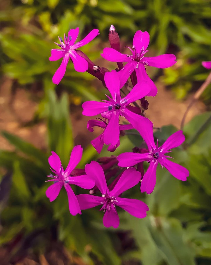 Hot Pink