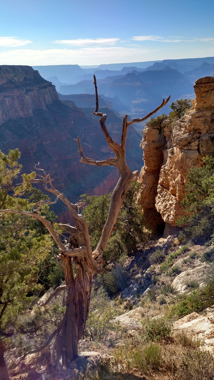 canyon tree
