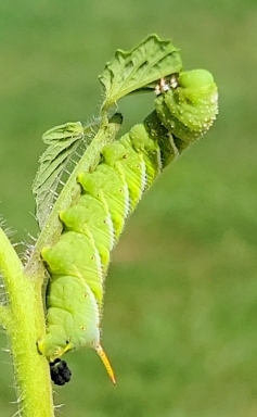tomato worm