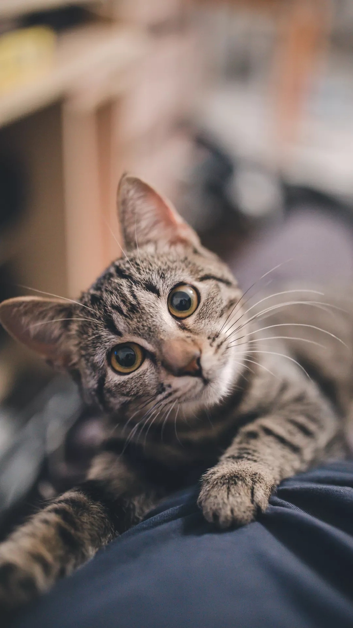 hii