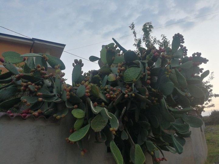 ricadi